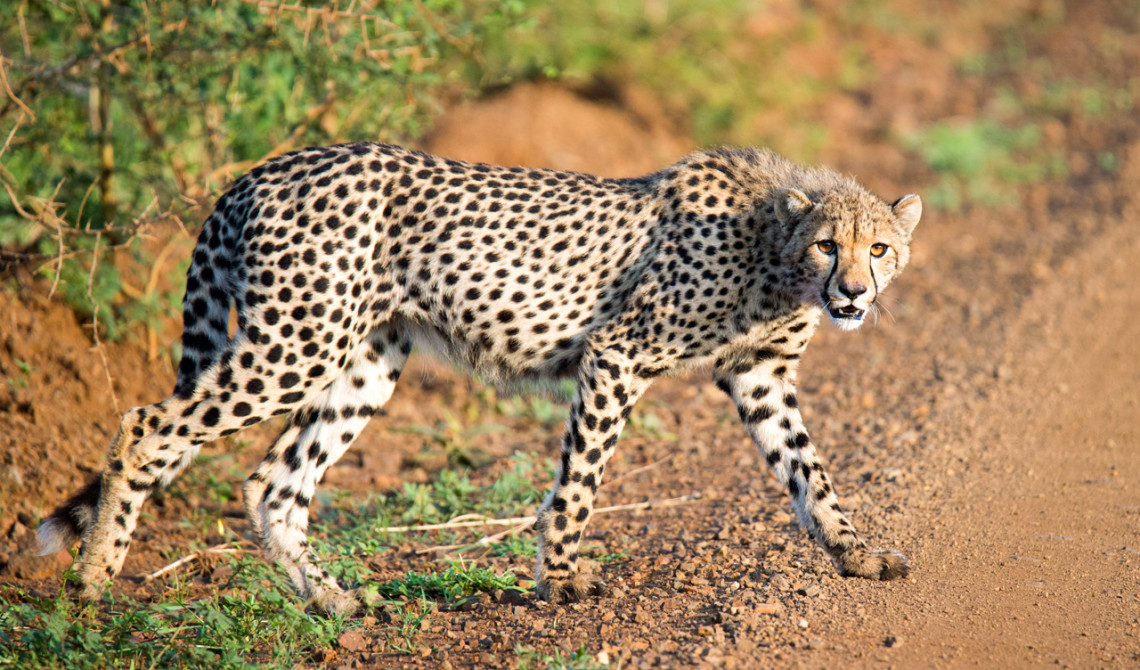 En gepard korstar framför oss, Mavela Game Lodge