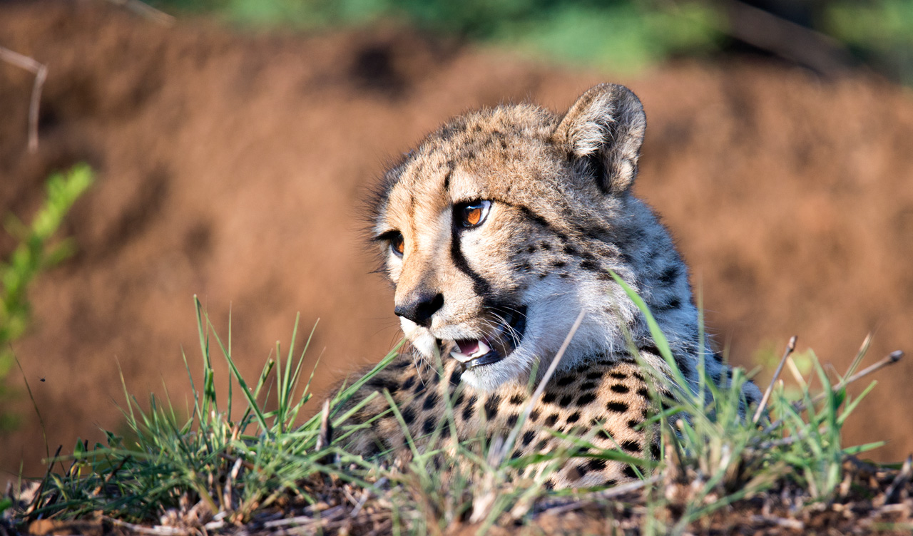 Vacker gepard sett under morgonens game drive, Mavela Game Lodge