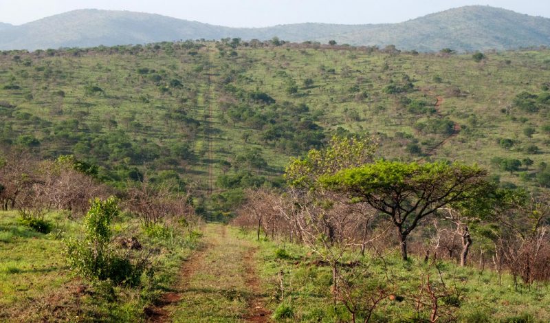 Landscape, Mavela Game Lodge