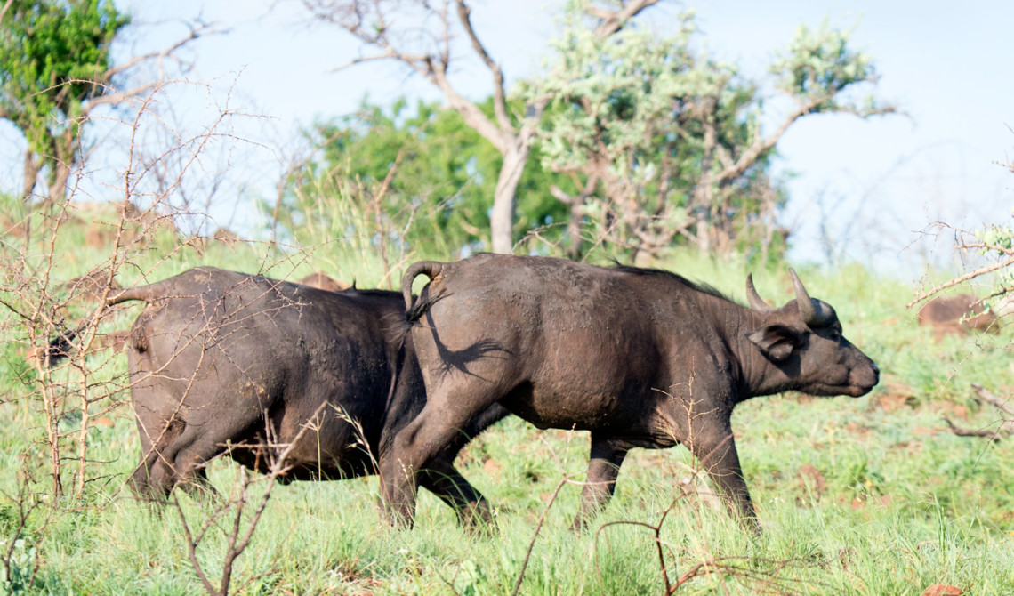 Afrikanska bufflar, Mavela Game Lodge