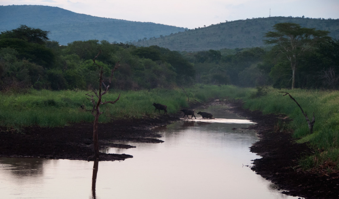 Afrikanska bufflar korsar vattnet en bit bort, Mavela Game Lodge