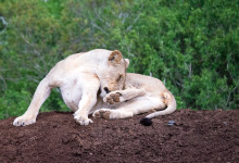 Lejon slickar sin päls, Mavela Game Lodge