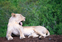 Lejon slickar sin päls, Mavela Game Lodge