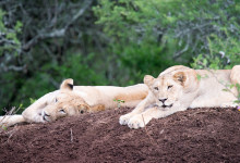 Lejon tycker om att lata sig i flera timmar, Mavela Game Lodge