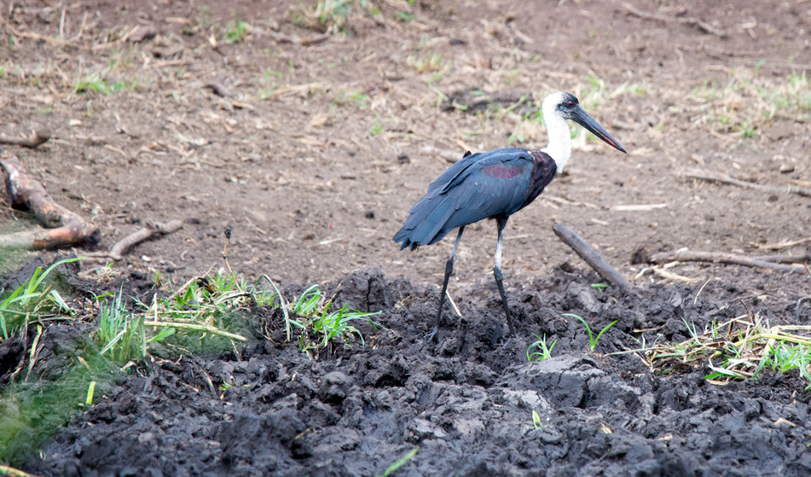 Fågel, Mavela Game Lodge