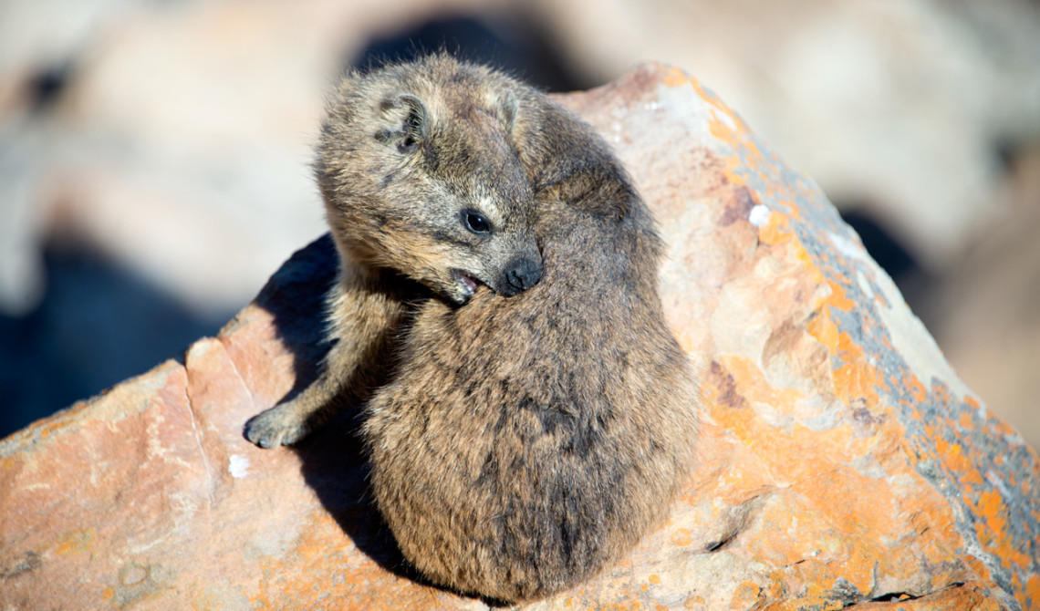 Klipphyrax (engelska: Rock hyrax eller dassies= vid Cape St Blaize i Mossel Bay, Sydafrika