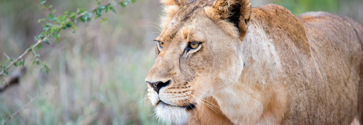 Top - Lejon, Thanda Private Game Reserve