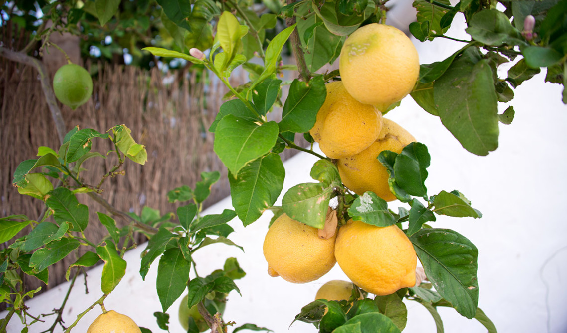 Citronträd, Monte viñas, Manilva