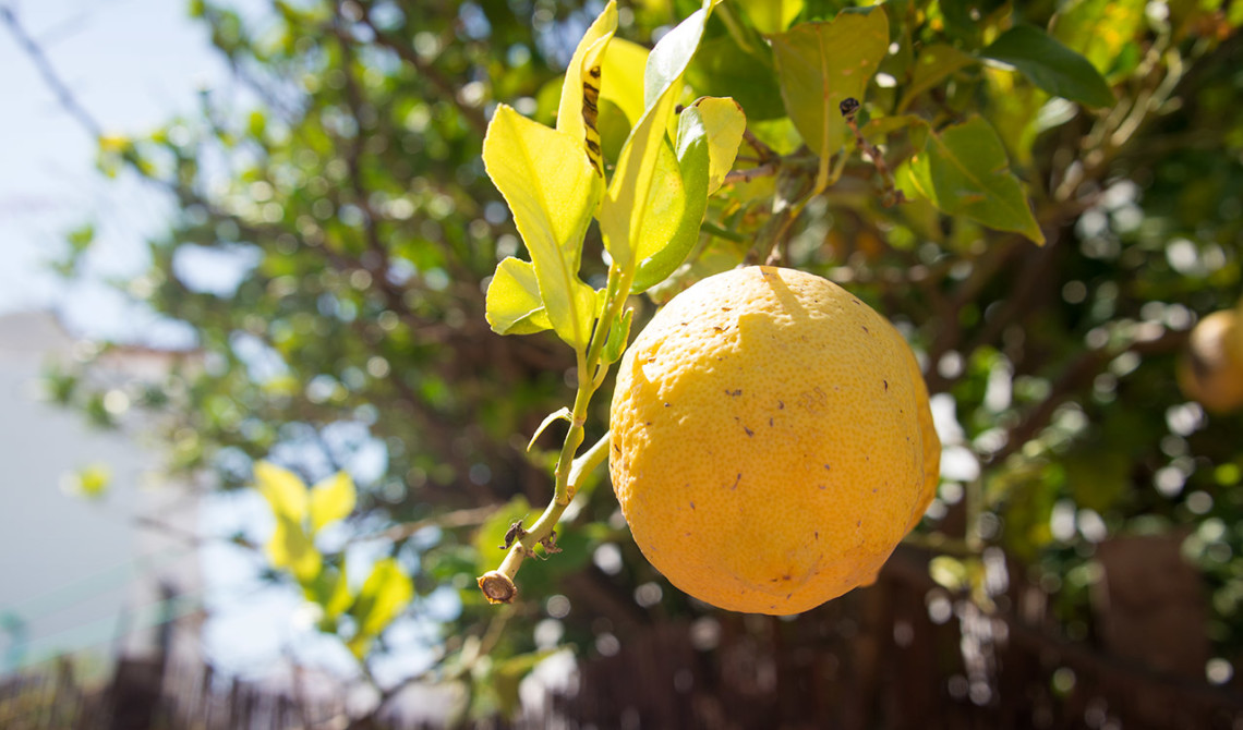 Citronträd, Manilva