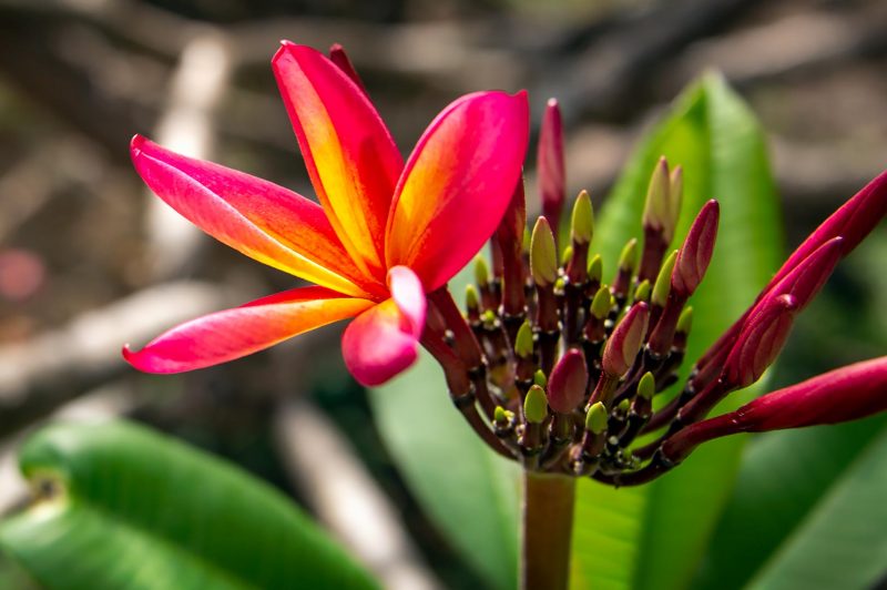 Vacker blomma vid Le Cap Est Lagoon Resort, Martinique