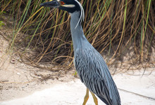 En fågel går omkring vid poolen på Windsong Resort, Turks & Caicos