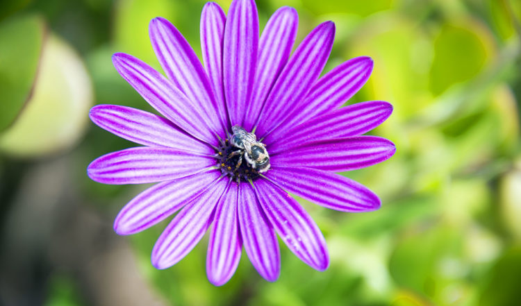 Bi suger nektar ut lila blomma