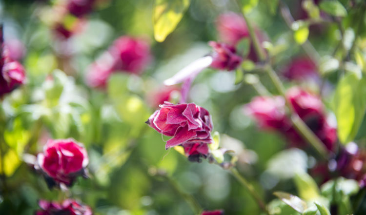 Vackra blommor i trädgården