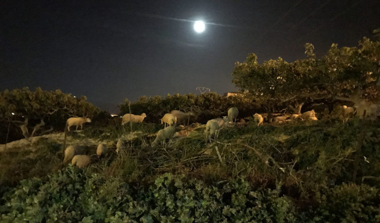 Betande får under en nästan full måne