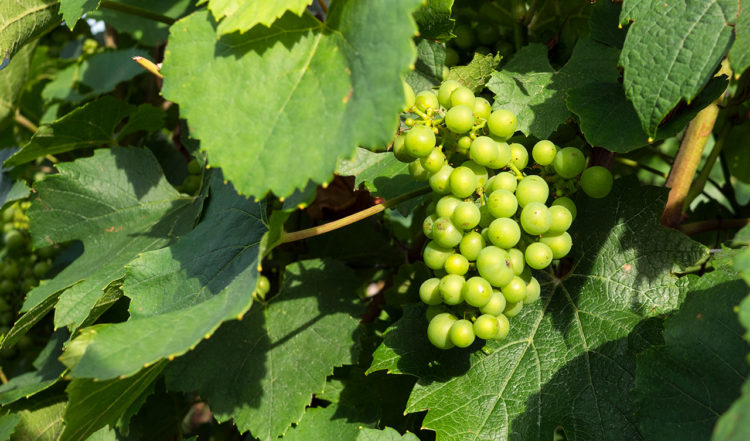 Bland vinrankorna i Cramant, Frankrike