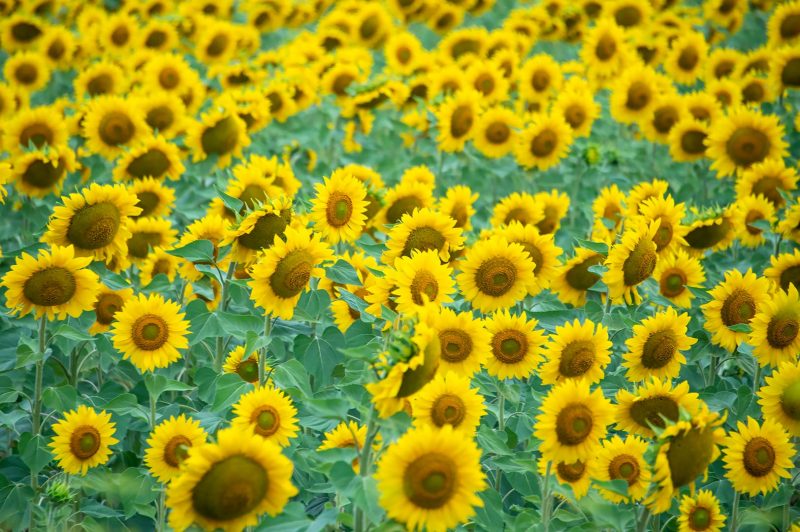 Sunflowers, North Spain
